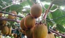 猕猴桃修剪技术视频,视频教程深度解析